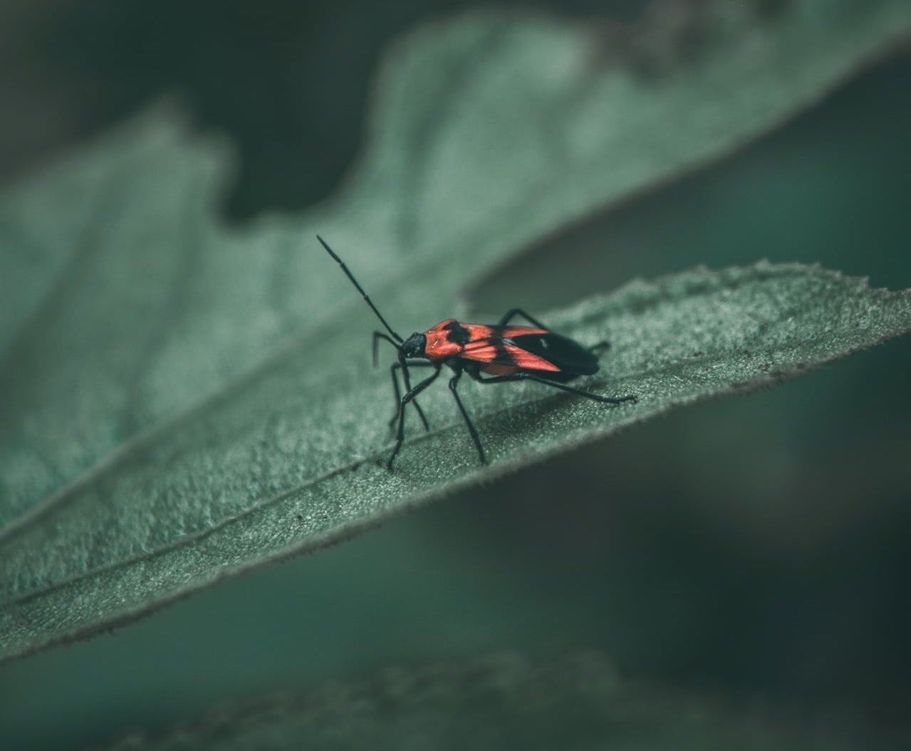 Box Elder Beetles