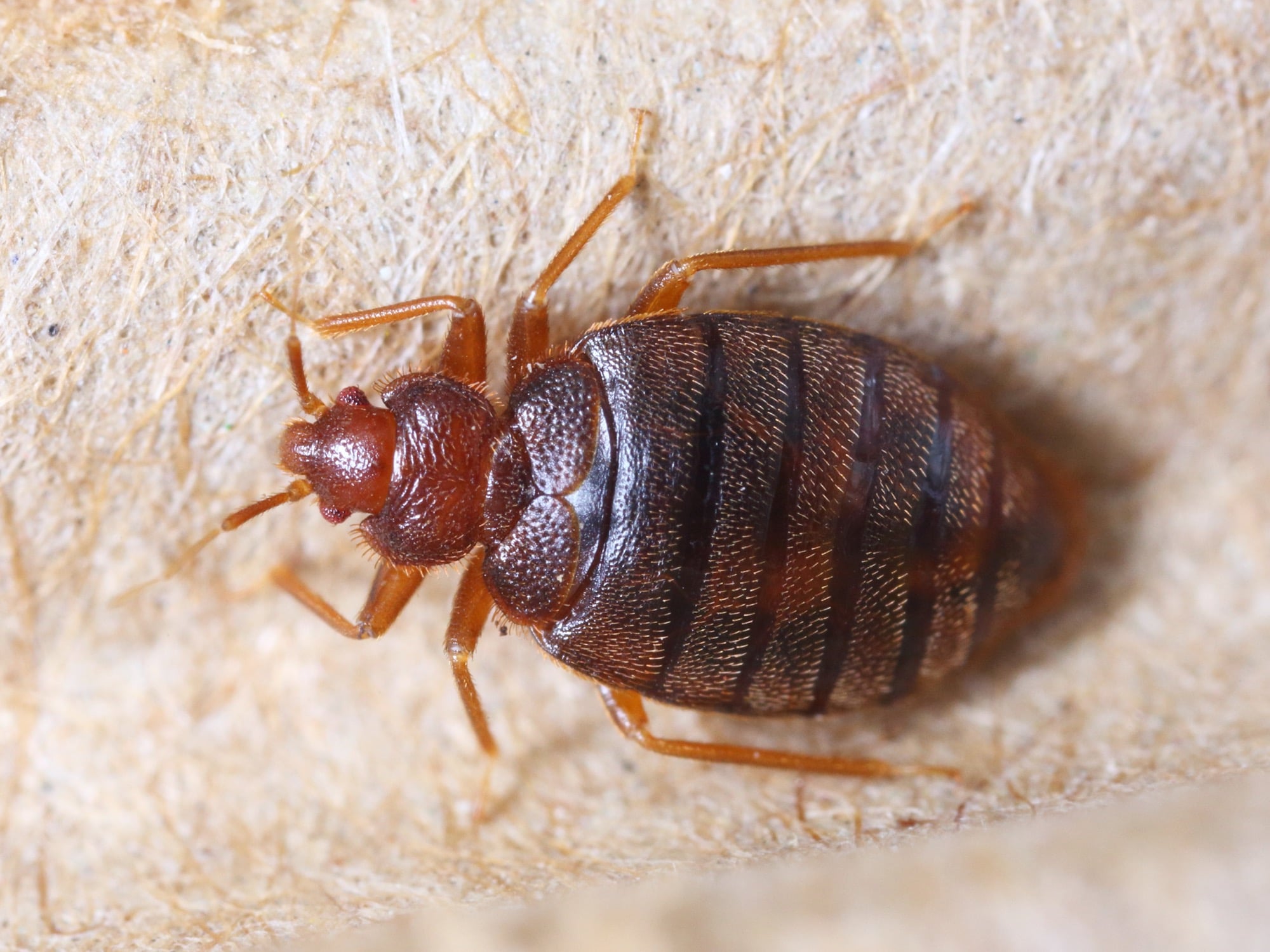 #1 Bed Bug Exterminator Buffalo NY