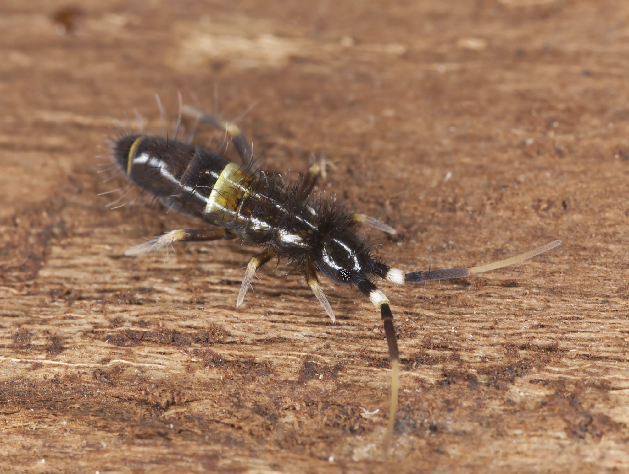 Springtails Exterminator - How To Identify & Get Rid Of Springtails