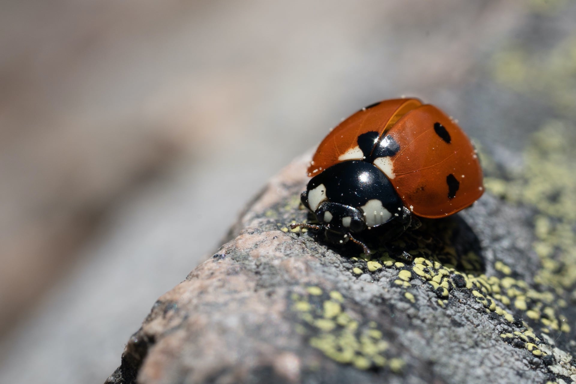 Asian Lady Beetles