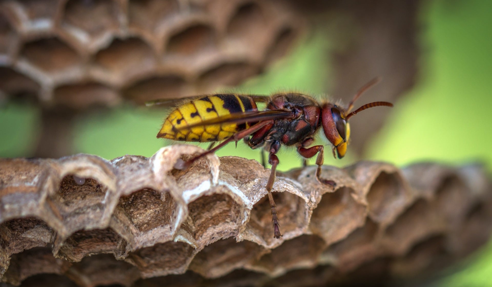 Hornets/Wasps